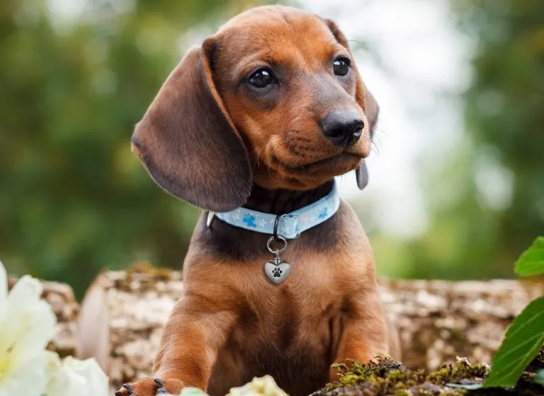 Puppy dog wearing Aulterra EMF heart pendant